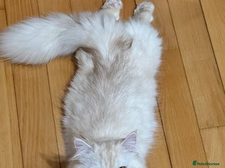 Napoleon cats 1 boy & 2 girls minuet kittens ready for new home - Advert 2