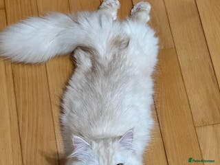 Napoleon cats 1 boy & 2 girl munchkin kittens ready for new home - Advert 2