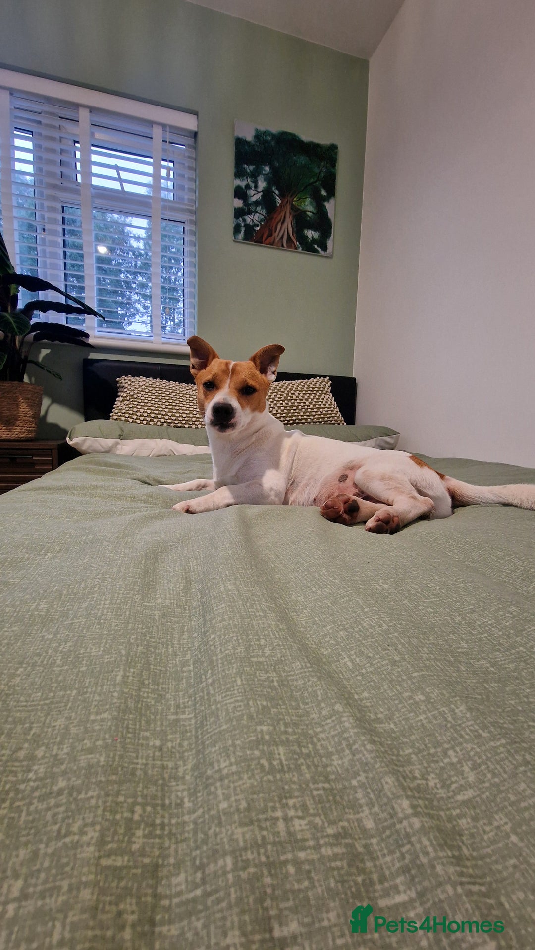 Jack Russell dogs for stud: Jack Russell Stud - Image 2