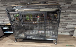 Parakeets birds for sale: Male ringneck parakeet & Female conure parakeet   - Image 7