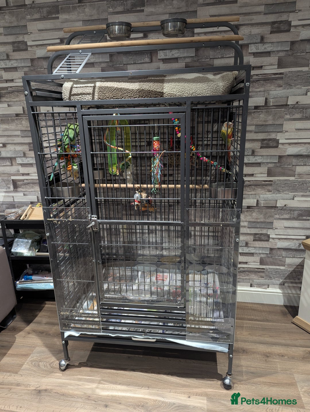 Parakeets birds for sale: Male ringneck parakeet & Female conure parakeet   - Image 7