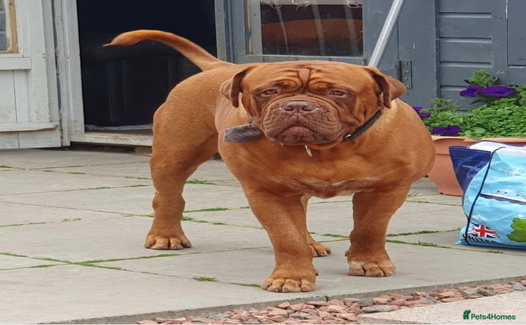 Dogue De Bordeaux dogs - Advert 1