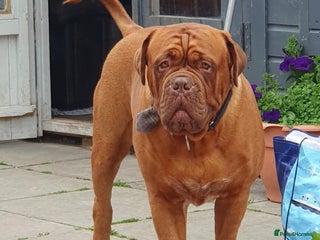 Dogue De Bordeaux dogs - Advert 27