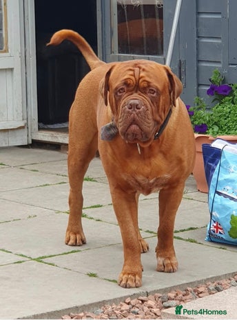 Dogue De Bordeaux dogs Dougie for Stud - Advert 9