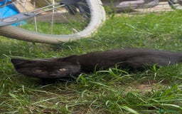 British Shorthair cats for sale: British shorthair cross - Image 1