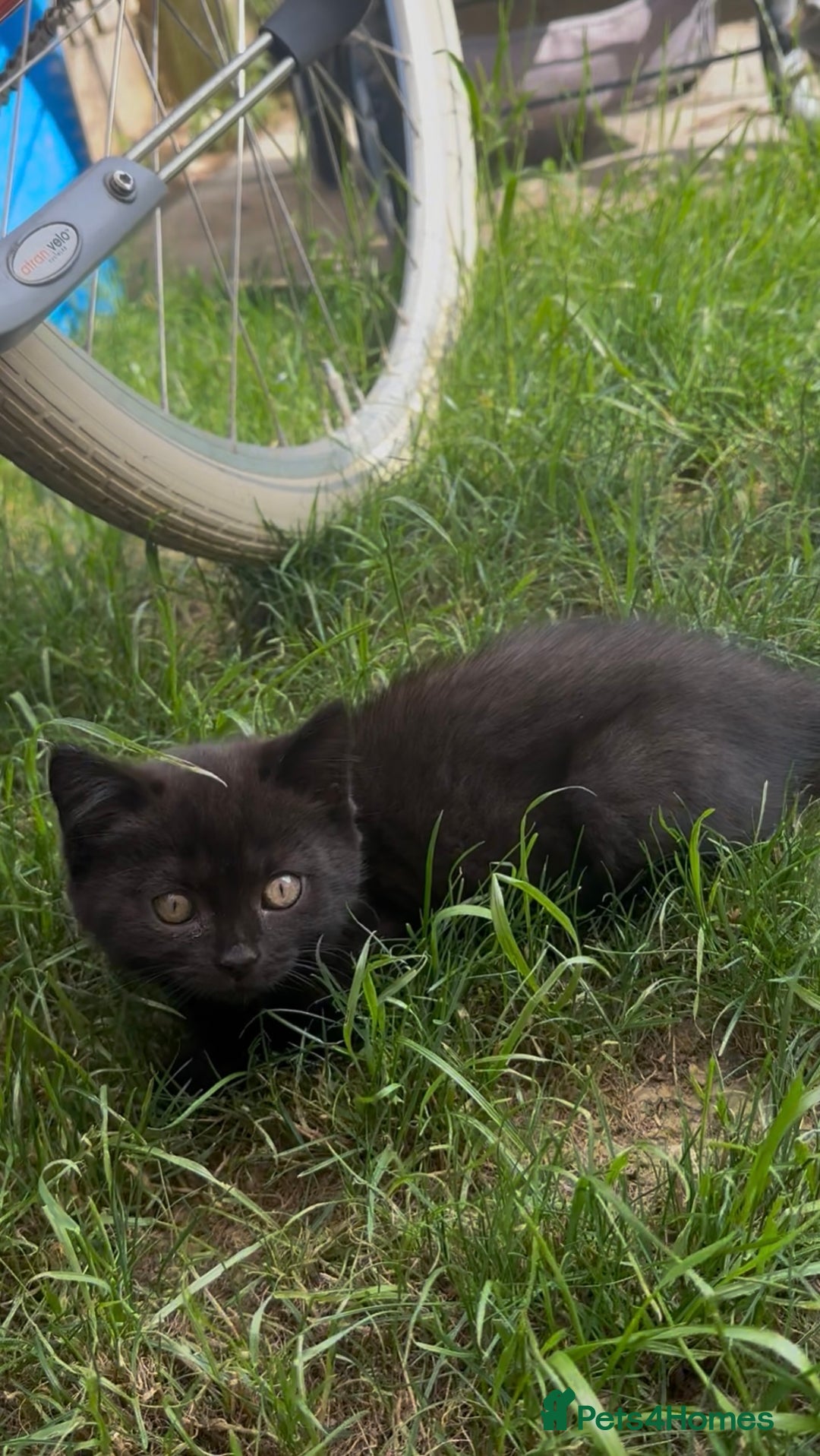 British Shorthair cats for sale: British shorthair cross - Image 1