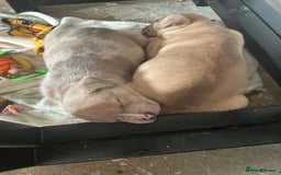 American Bully dogs for sale: Pocket bullies - Image 2