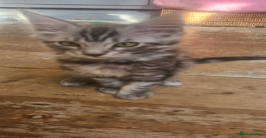 Maine Coon cats - Advert 13