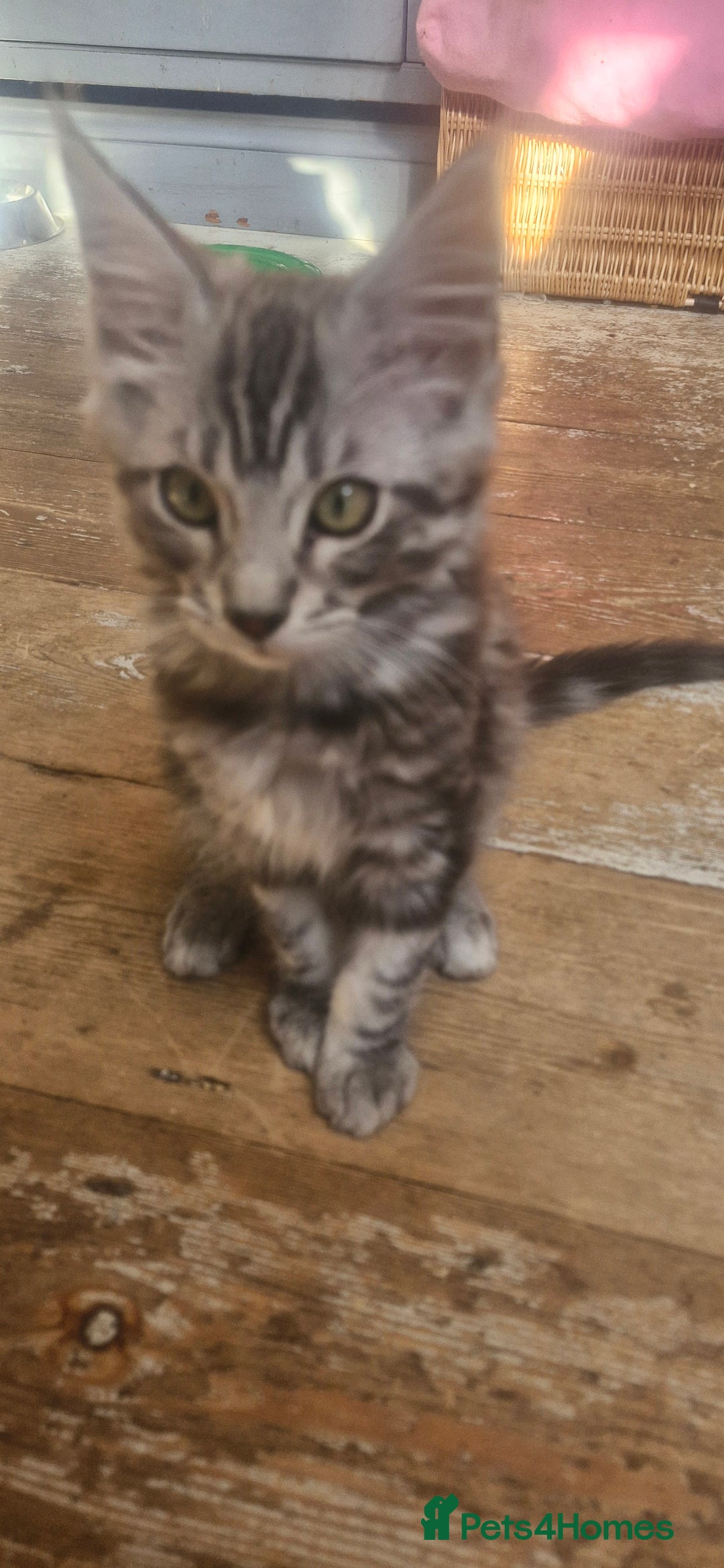 Maine Coon cats for sale: Maincoon cross Ragdoll kittens  - Image 3