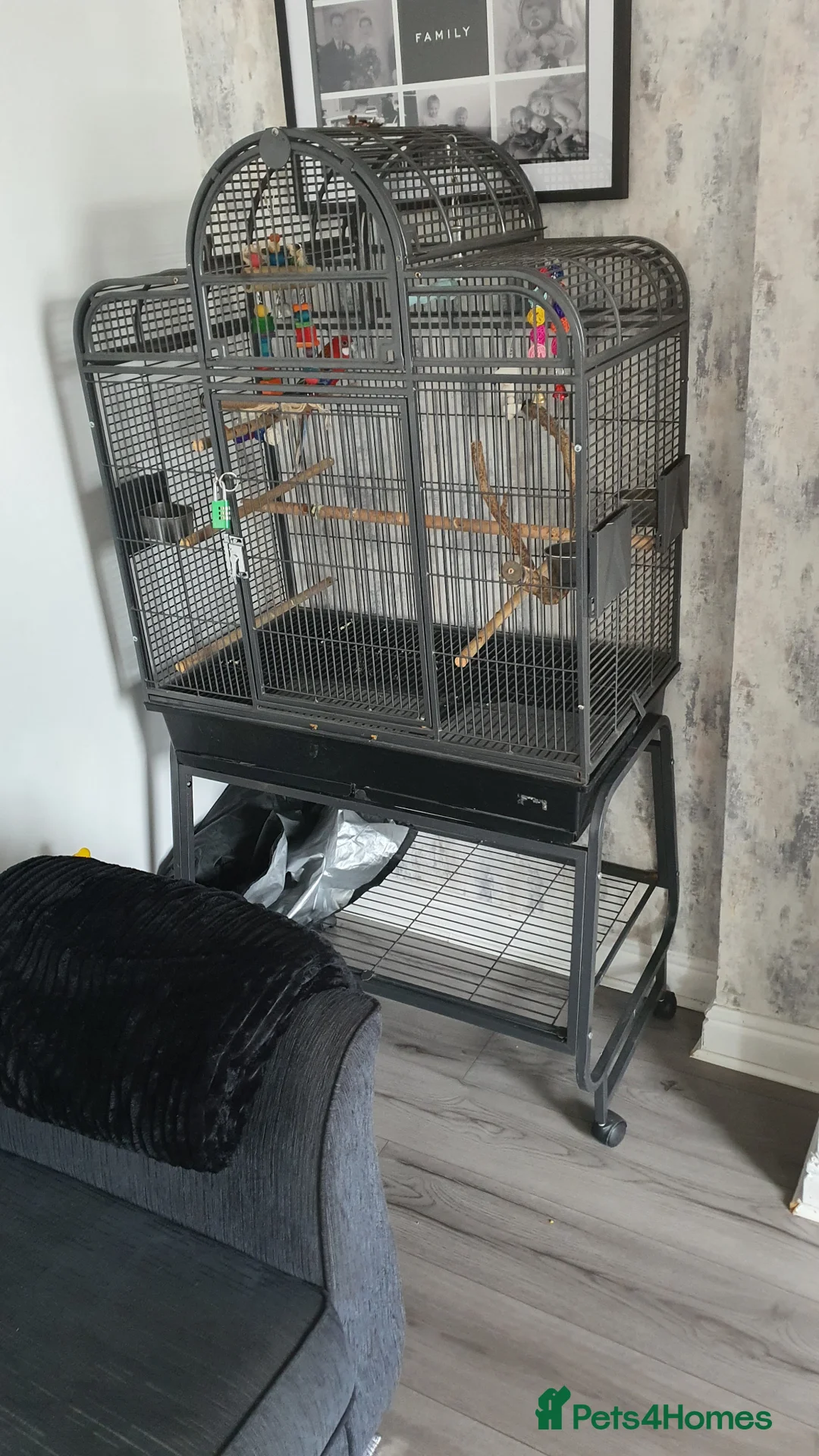 Parakeets birds for sale: EASTERN ROSELLA WITH CAGE, OPEN TO OFFERS!! - Advert 3
