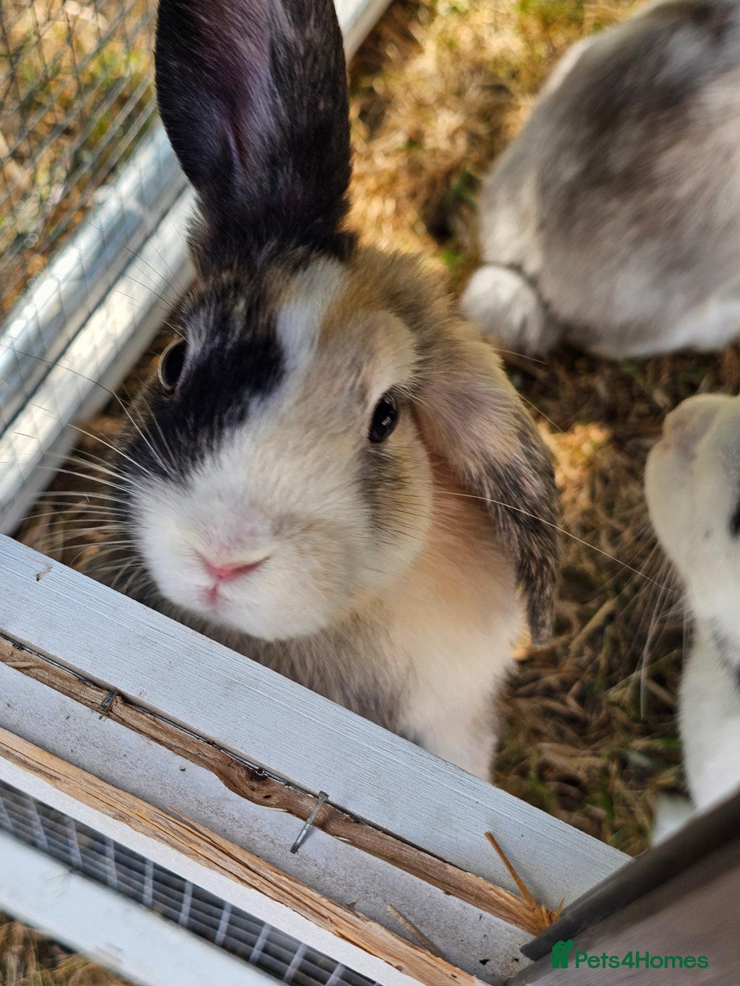 Harlequin rabbits for sale: 4 Gorgeous Harlequin bunnies looking for a 🏡  - Image 8