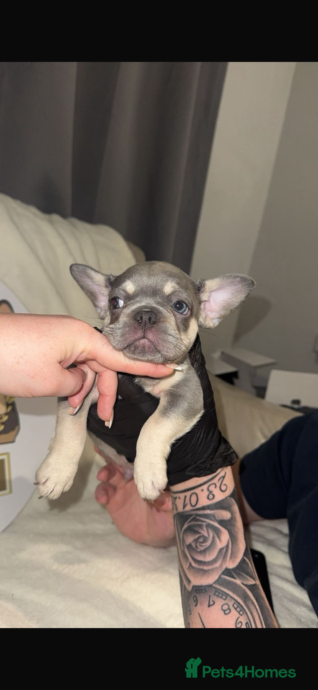 French Bulldog dogs for sale: French Bulldog puppies for sale - Image 3