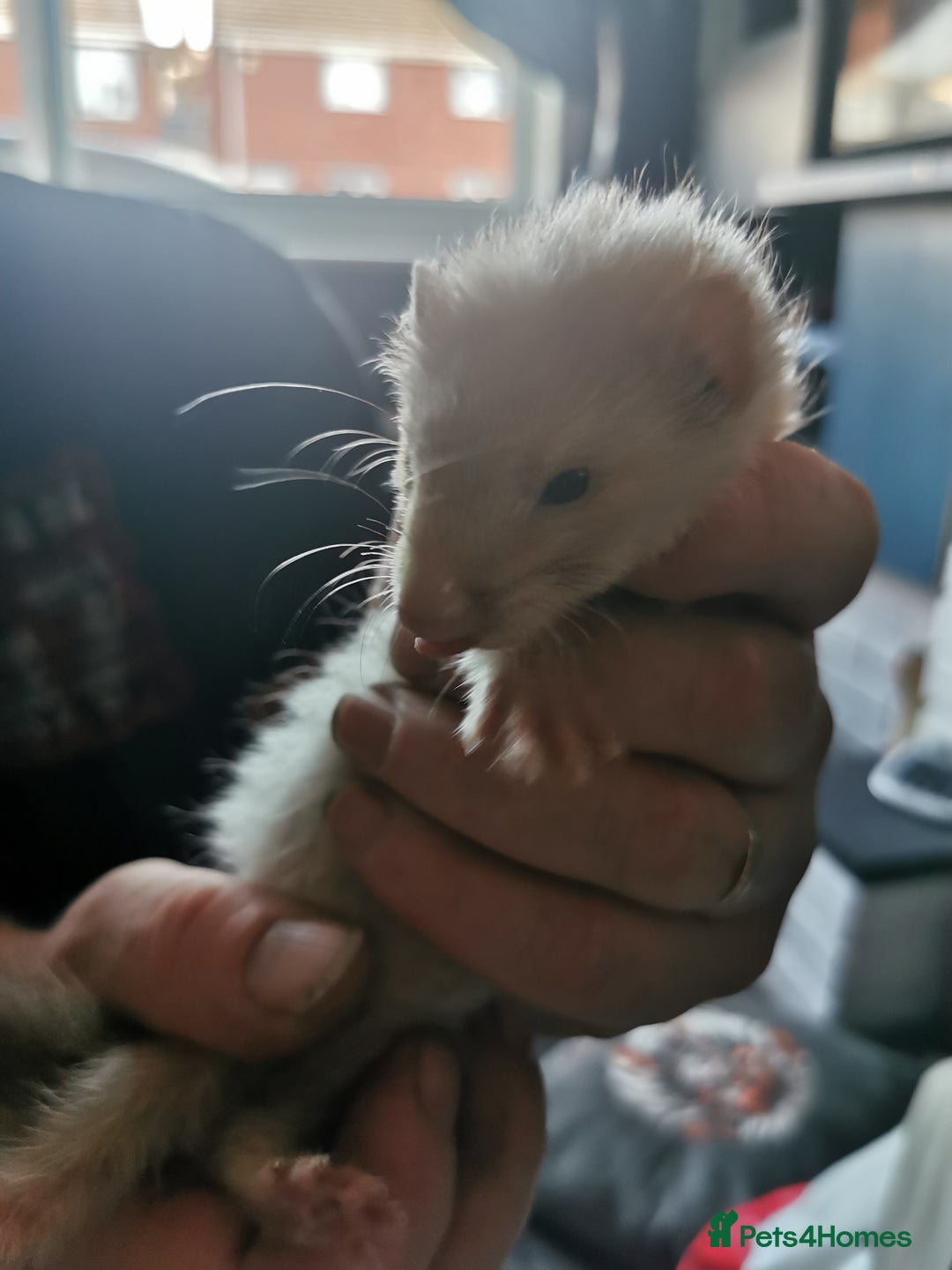 Ferret rodents for sale: Jill's  - Image 4