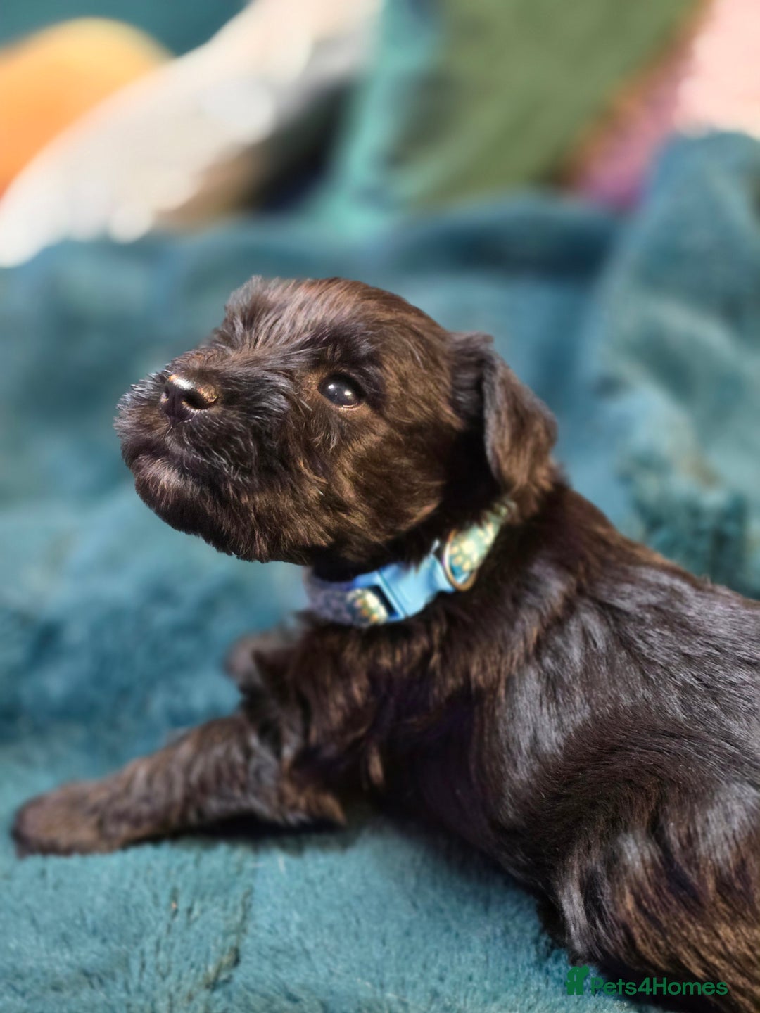 Miniature Schnauzer dogs for sale: 3 puppys left -KC - Miniature Schnauzer Puppies - Image 32