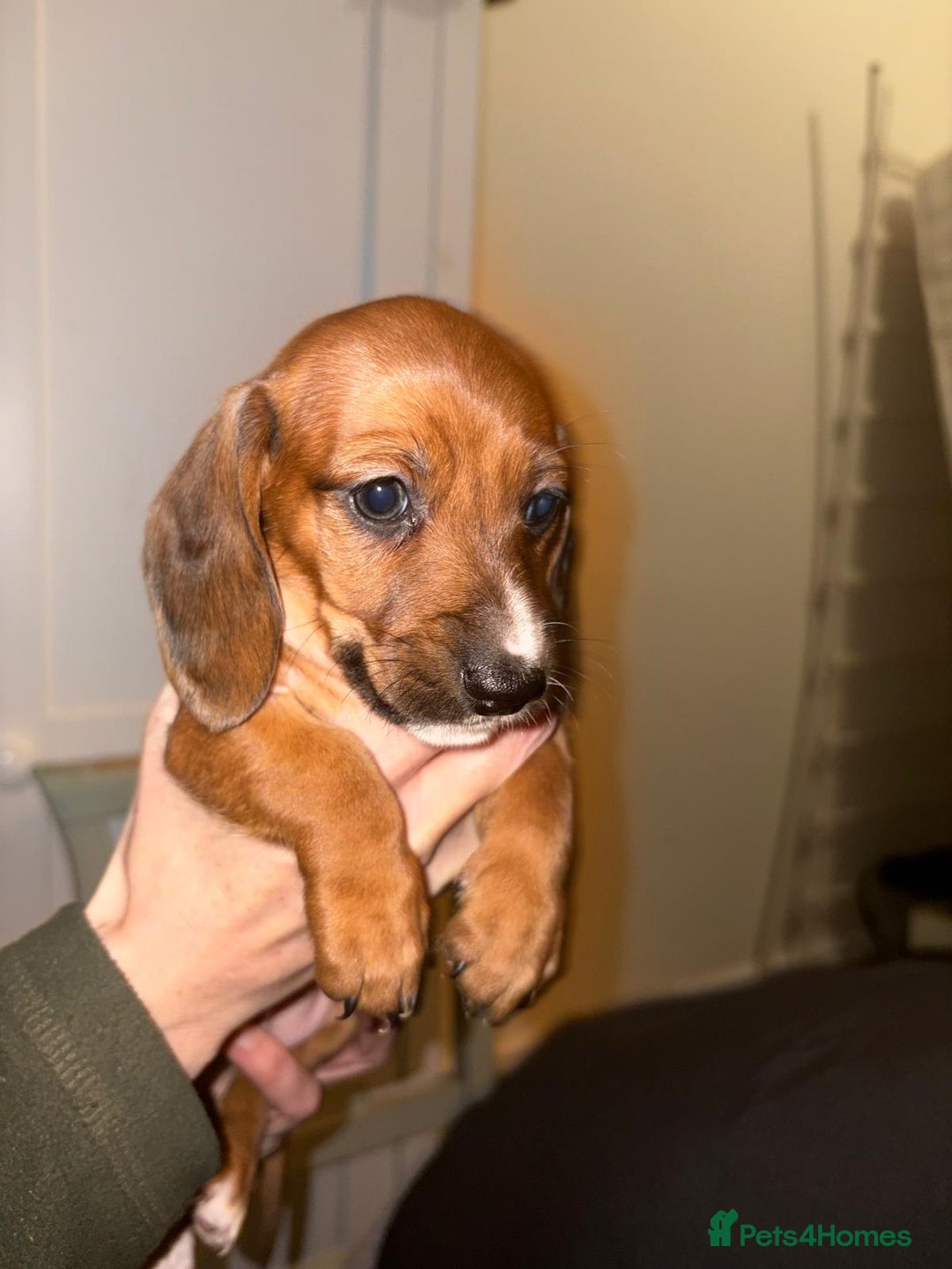 Dachshund dogs for sale: Adorable miniature dachshunds NOW BEEN REDUCED  - Advert 11