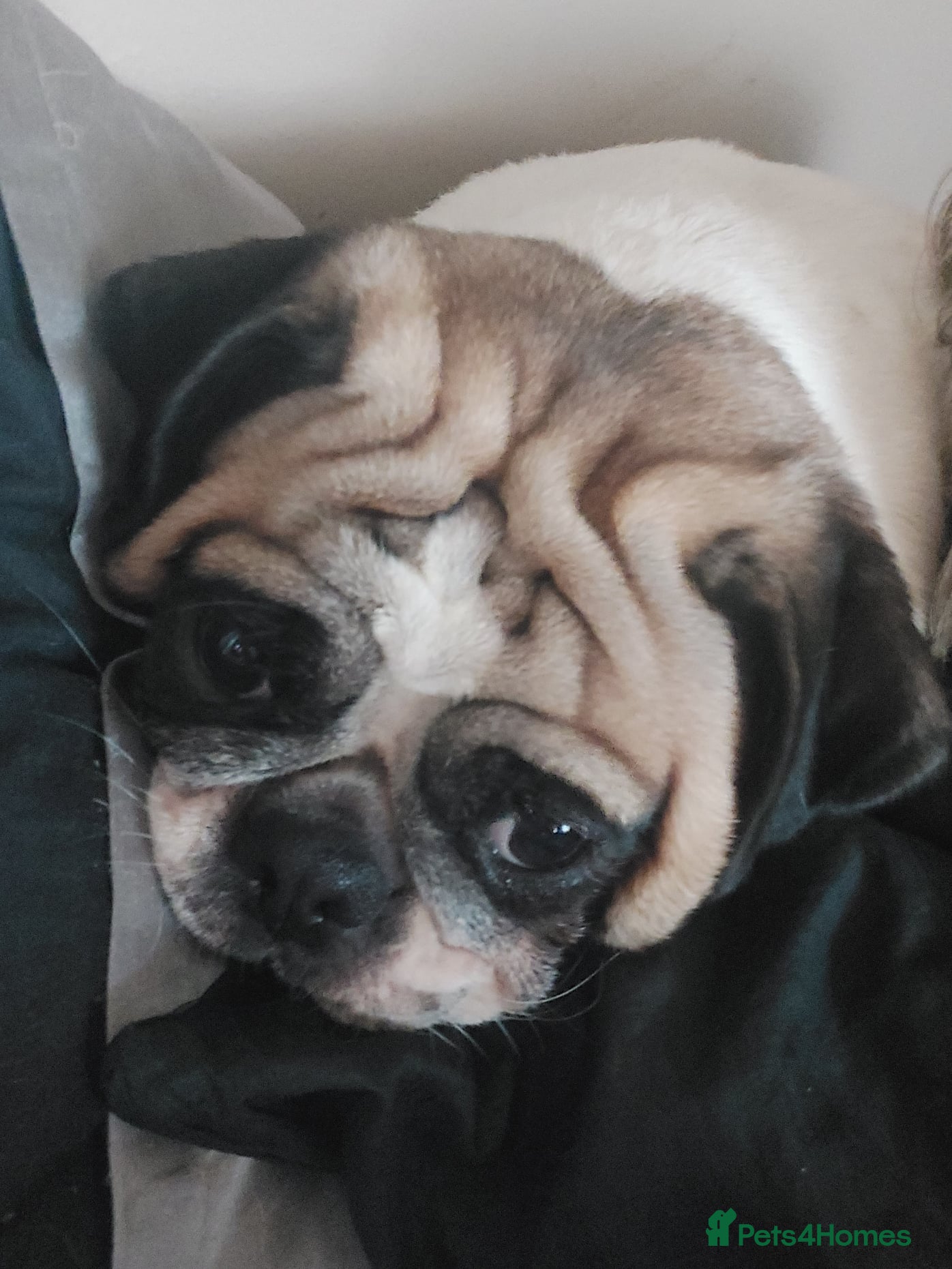 Pug dogs for sale: 4 Years old female pug for sale in Nottingham - Advert 1
