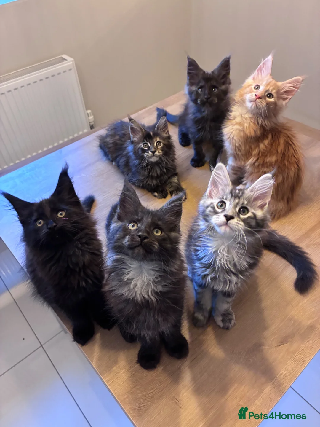 Maine Coon cats for sale: Maine Coons - Advert 2