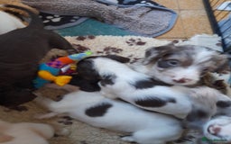 Sprocker dogs for sale: Gorgeous Sprocker x Sproodle pups. - Image 8