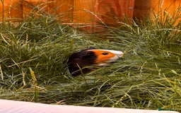 Guinea Pig rodents for sale: Male guinea pigs  - Advert 2