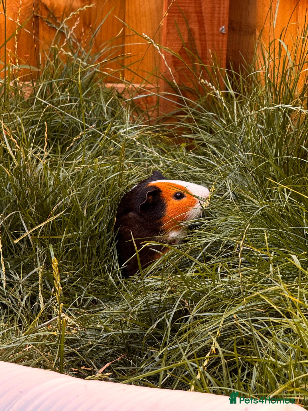 Guinea Pig rodents for sale: Male guinea pigs  - Advert 2