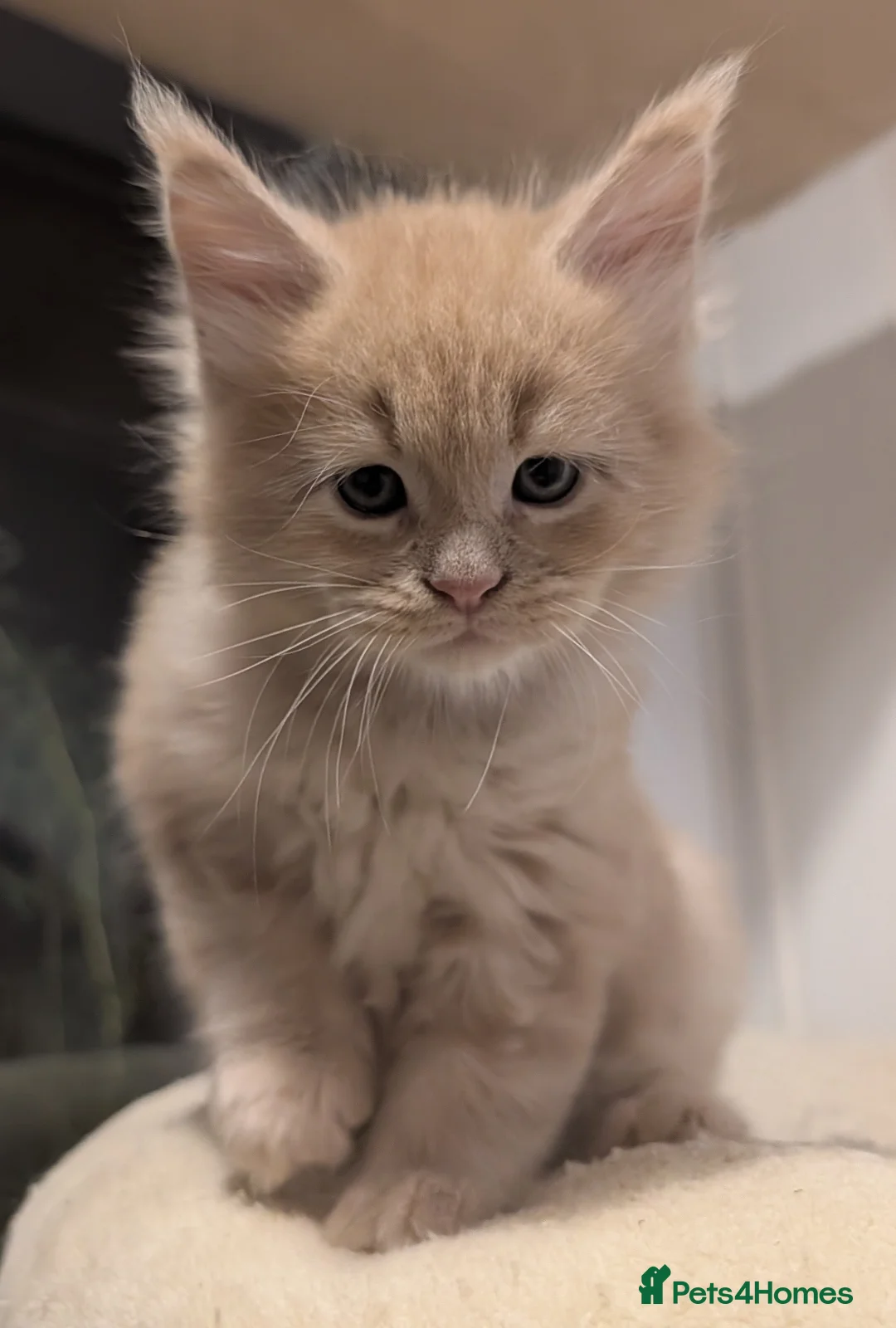 Maine Coon cats for sale: Beautiful Tica Registered Maine Coon Kittens  - Advert 25