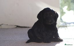 Cockapoo dogs for sale: F1 Cockapoo puppies for sale - Advert 30