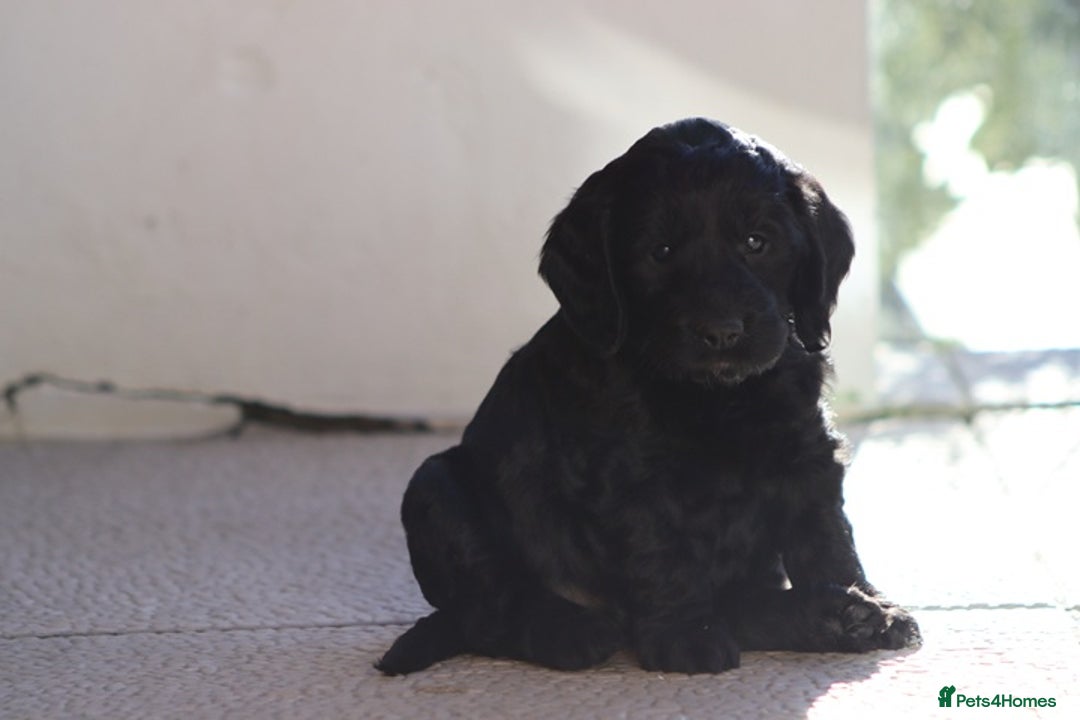 Cockapoo dogs for sale: F1 Cockapoo puppies for sale - Advert 30