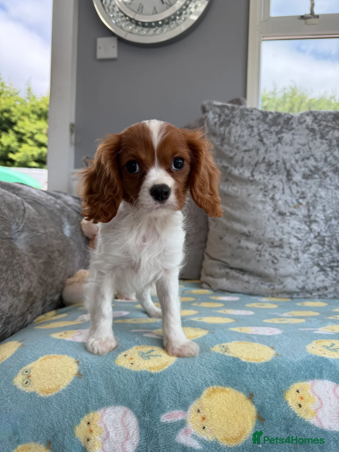 Cavalier King Charles Spaniel dogs for sale: Exquisite Cavalier Pups DNA Clear - Advert 9