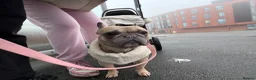 French Bulldog dogs for sale: French bulldog to a loving home in Wakefield - Advert 15