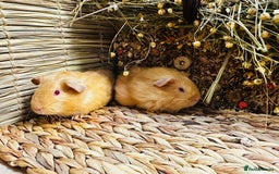 Guinea Pig rodents for sale: Friendly well handled baby guinea pigs  - Image 3