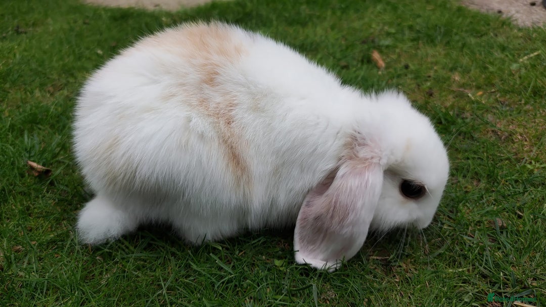 Mini Lop rabbits for sale: Gorgeous Mini Lop X French Bunnies Ready to Go! - Image 15