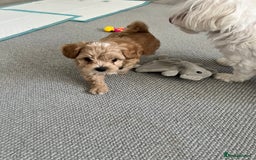 Maltipoo dogs for sale: Beautiful Tiny Maltipoo 3 girls 1 boy  - Image 12