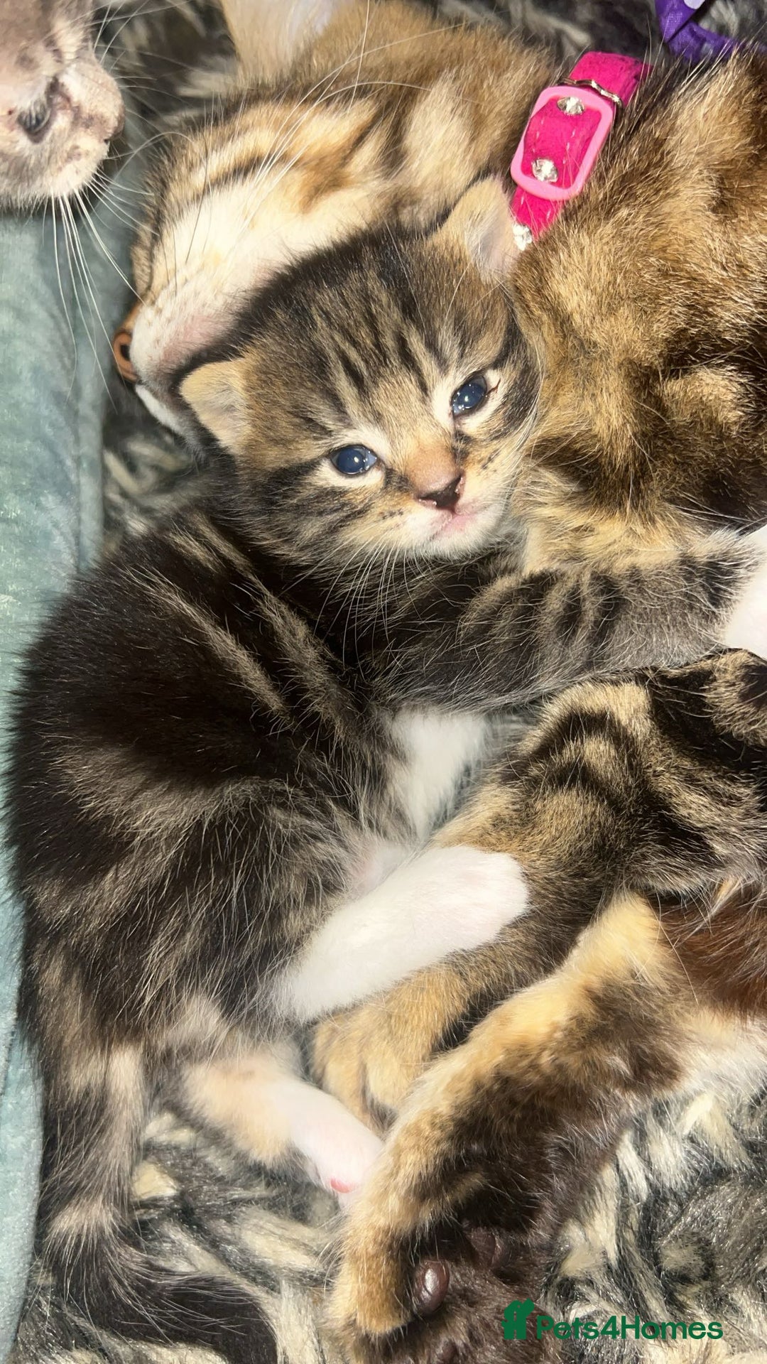 Mixed Breed cats for sale: Mixed breed fluffy kittens.  - Image 3