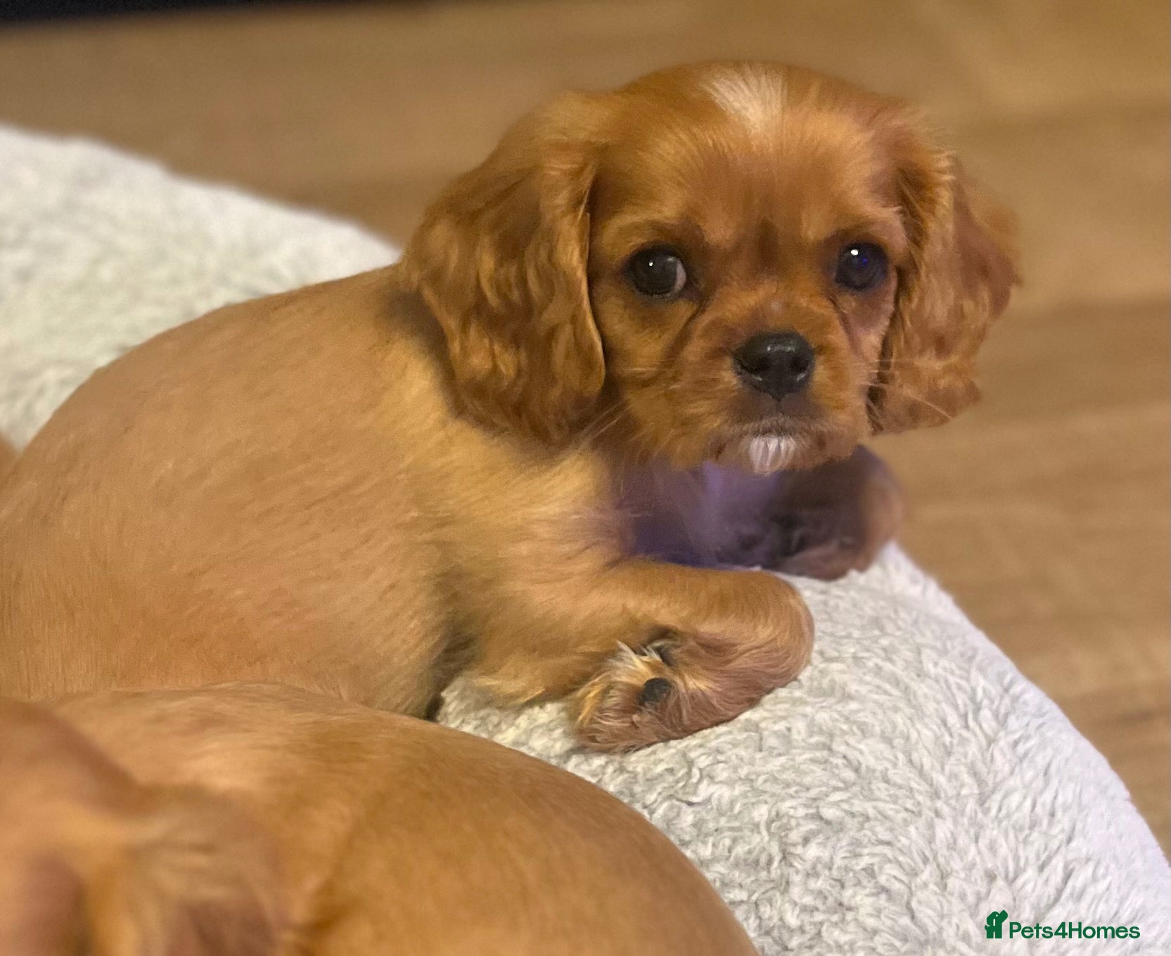 Cavalier King Charles Spaniel dogs Beautiful CKCS Health Tested Parents  - Advert 18