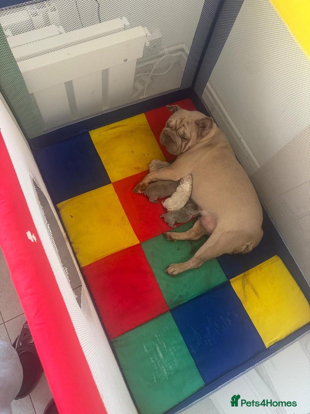 French Bulldog dogs for sale: Stunning ** French bulldogs  - Image 11