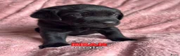 Labrador Retriever dogs for sale: Pure Labrador Retriever/ KC registered  - Advert 34