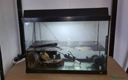 Turtle reptiles for sale: Turtle and setup - Image 2