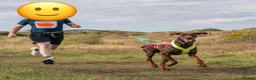 Dobermann dogs for sale: CH & Sport- KC Reg - FULLY HEALTH & Heart - Advert 9