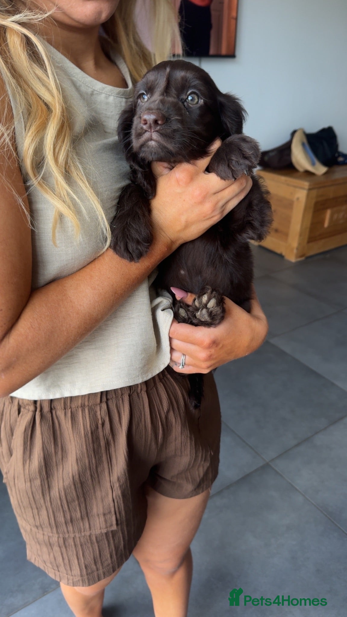 Cocker Spaniel dogs *LAST PUP*gorgeous chocolate cocker girl - Advert 1