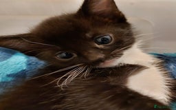 Mixed Breed cats for sale: 6 black and white kittens for sale - Image 2