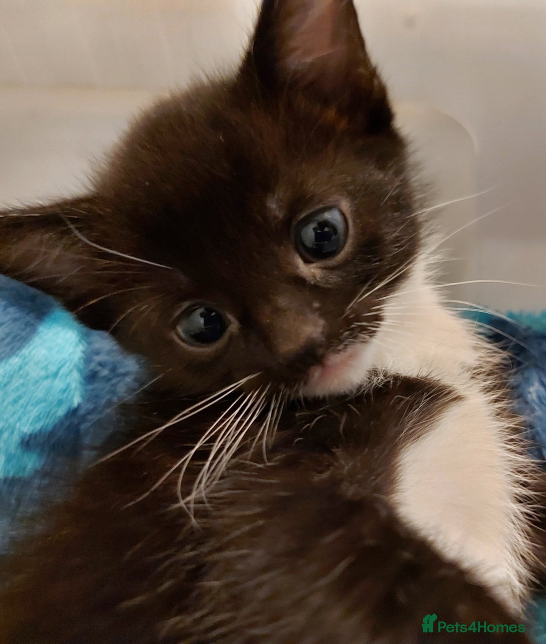 Mixed Breed cats for sale: 6 black and white kittens for sale - Image 2