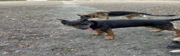 Mixed Breed dogs for sale: German Shepherd cross Rottweiler  - Advert 8