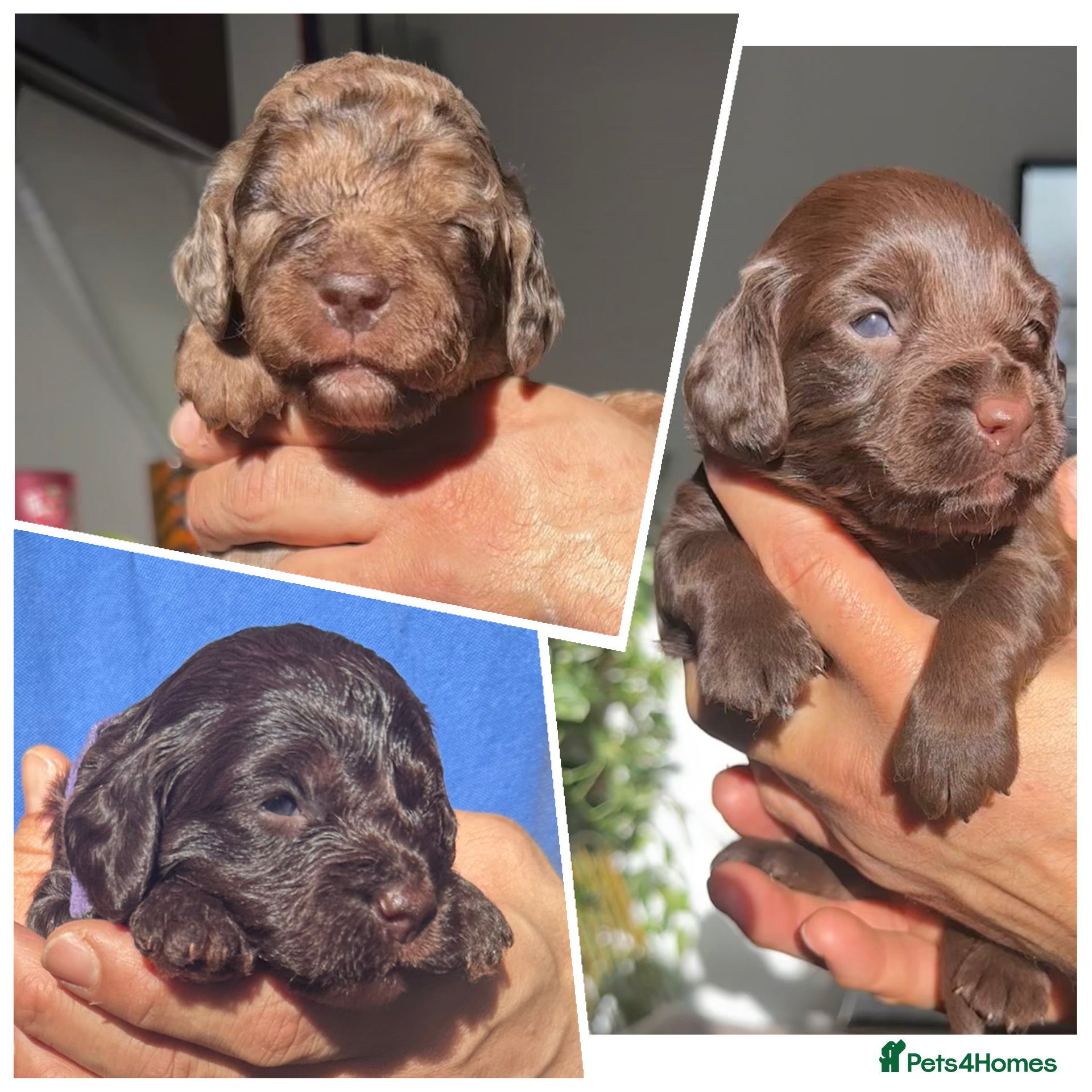 Cockapoo dogs Merle/ Red and Chocolate brown cockapoo puppies - Advert 4
