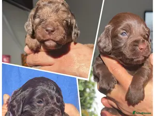 Cockapoo dogs Merle/ Red and Chocolate brown cockapoo puppies - Advert 4