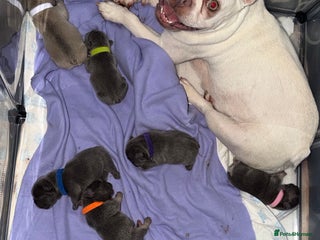 French Bulldog dogs French bulldog puppies - Advert 2