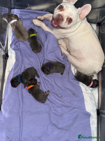 French Bulldog dogs - Advert 7