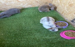 Rex rabbits for sale: Rex rabbits  - Image 16