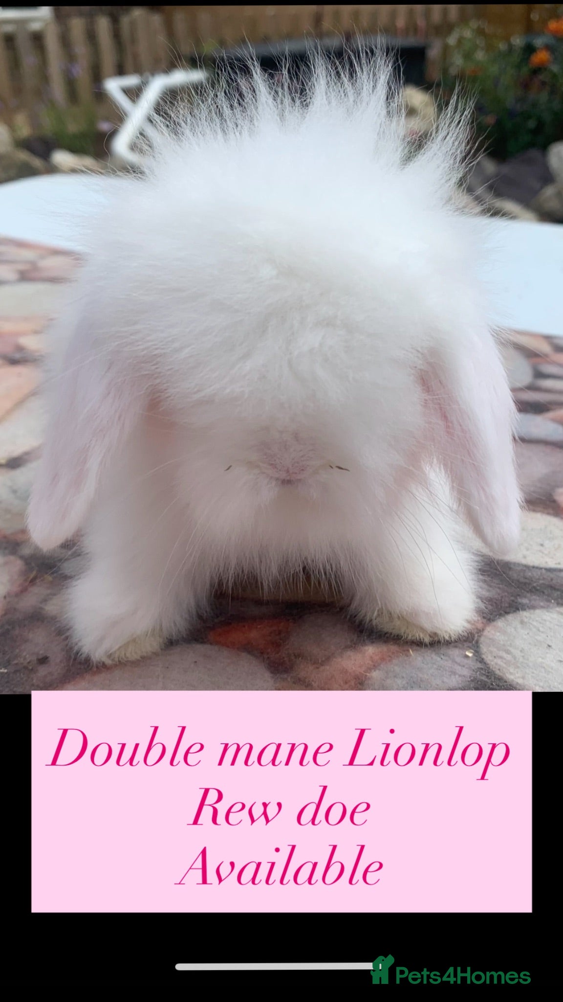 Mini Lion Lop rabbits UPDATED 02/07 ready now - Advert 6