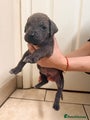 Cane Corso Puppy 3