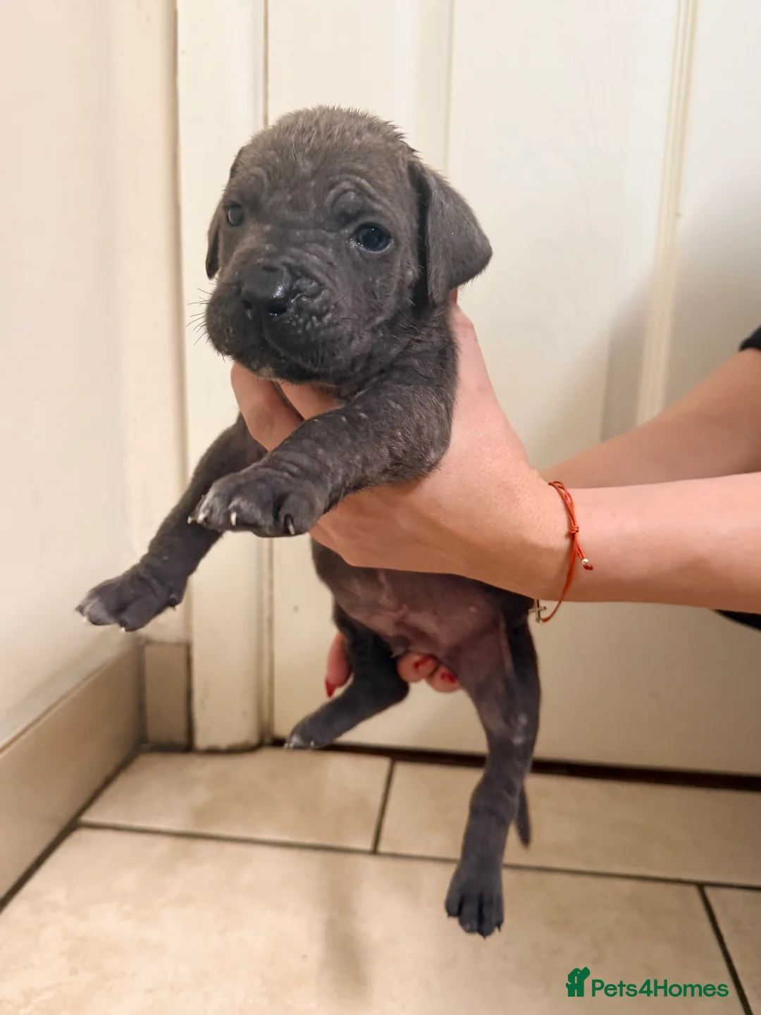 Cane Corso dogs for sale: Beautiful Cane Corso puppies available - Advert 31